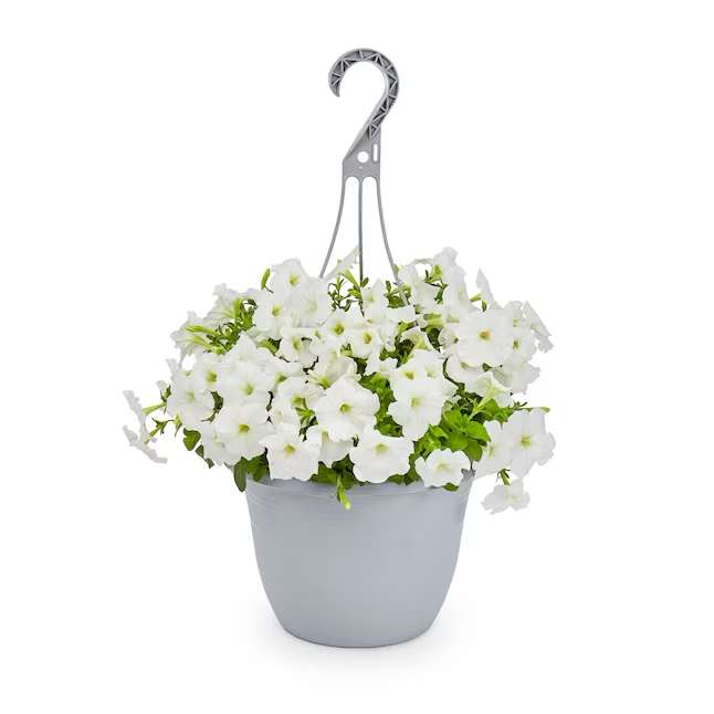 Multicolor Petunia in 1.5-Gallon (s) Hanging Basket