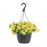 Multicolor Petunia in 1.5-Gallon (s) Hanging Basket