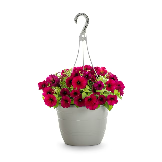 Multicolor Petunia in 1.5-Gallon (s) Hanging Basket