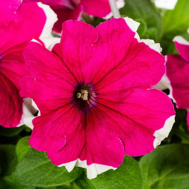 Petunia multicolor en canasta colgante de 1,5 galones