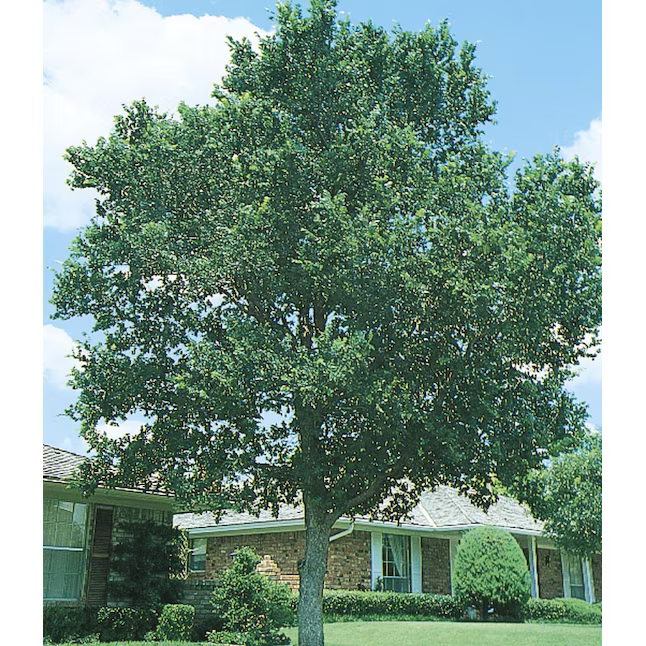 13.35-Gallon (s) Shade Cedar Elm In Pot (With Soil)