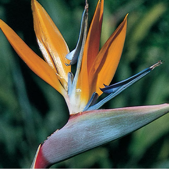 Orangefarbener Paradiesvogel-Blütenstrauch im 1-Gallonen-Topf 