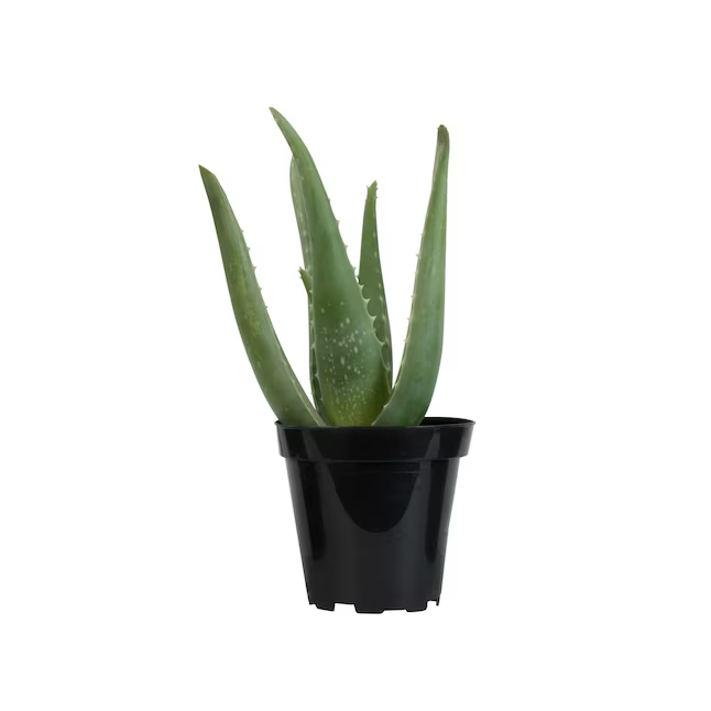 Aloe Vera im 11-oz-Topf