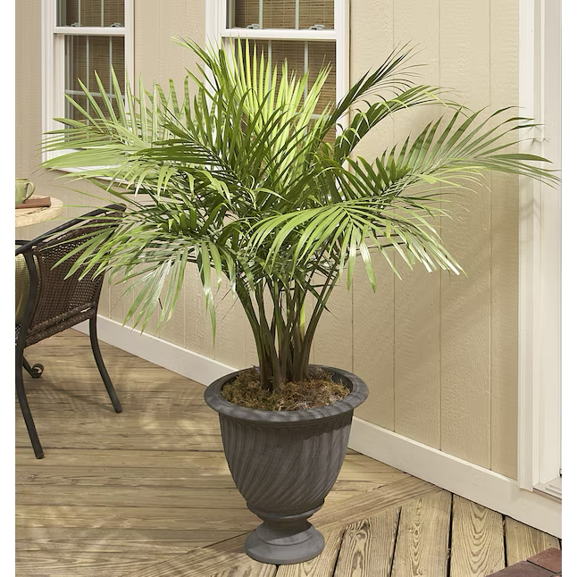 Majesty Palm in 1.94-Gallon (s) Pot