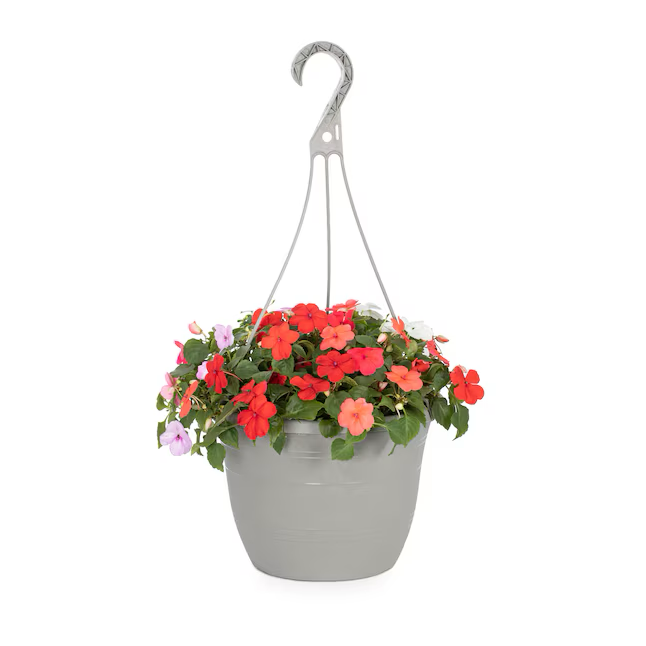 Multicolor Impatiens in 1.5-Gallon (s) Hanging Basket