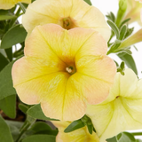 Multicolor Petunia in 1.5-Gallon (s) Hanging Basket