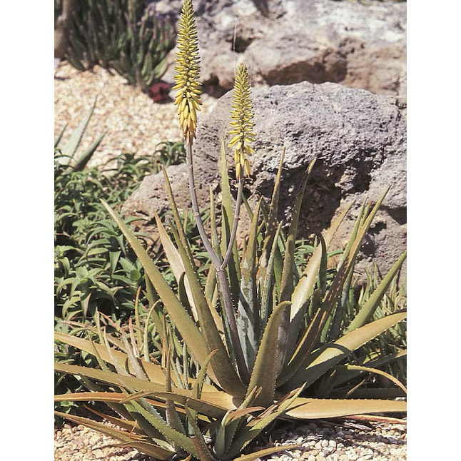 Aloe Vera 