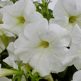 Multicolor Petunia in 1.5-Gallon (s) Hanging Basket