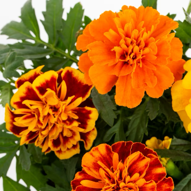 Multicolor French Marigold (Dwarf) in 1-Pint Pot