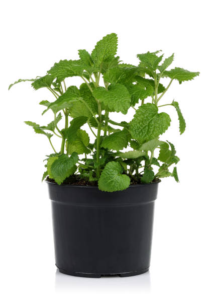 SABER SELECT Mint Plant (1-Gallon)