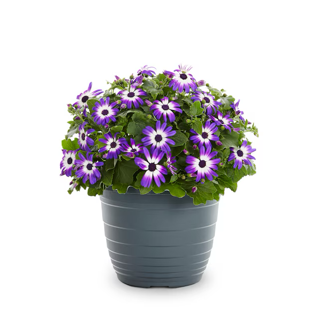 Mehrfarbige Senetti Pericallis in 1,75 Gallonen (S) Pflanzgefäß