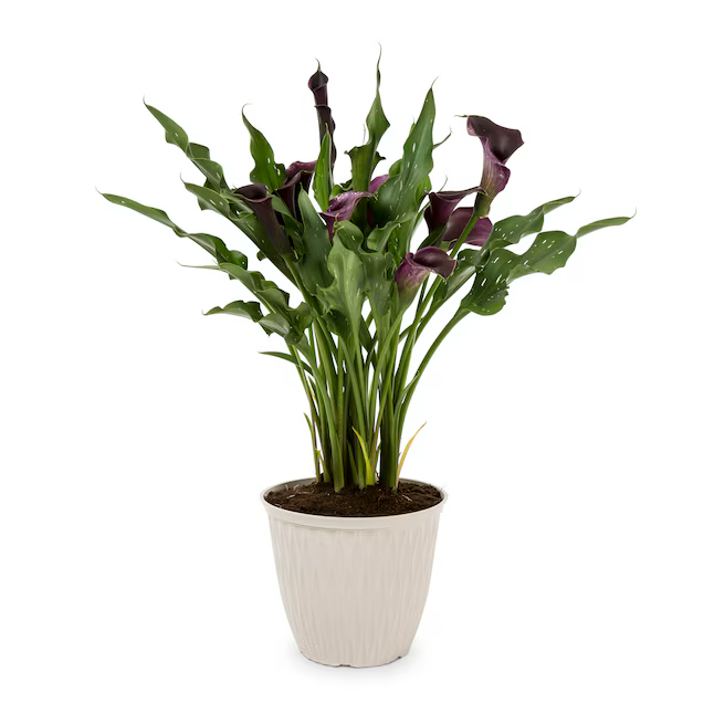 Multicolor Calla Lily in 1-Gallon Planter