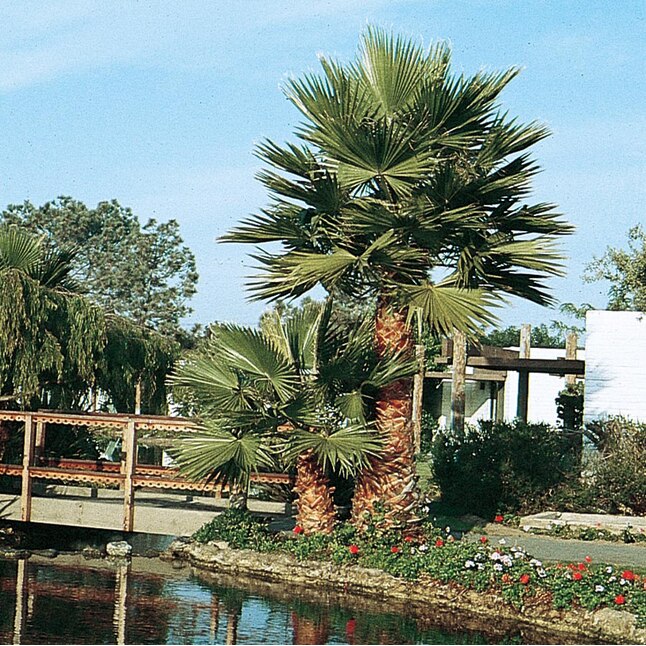 Palma de abanico mexicana con característica amarilla de 10,25 galones en maceta (con tierra)