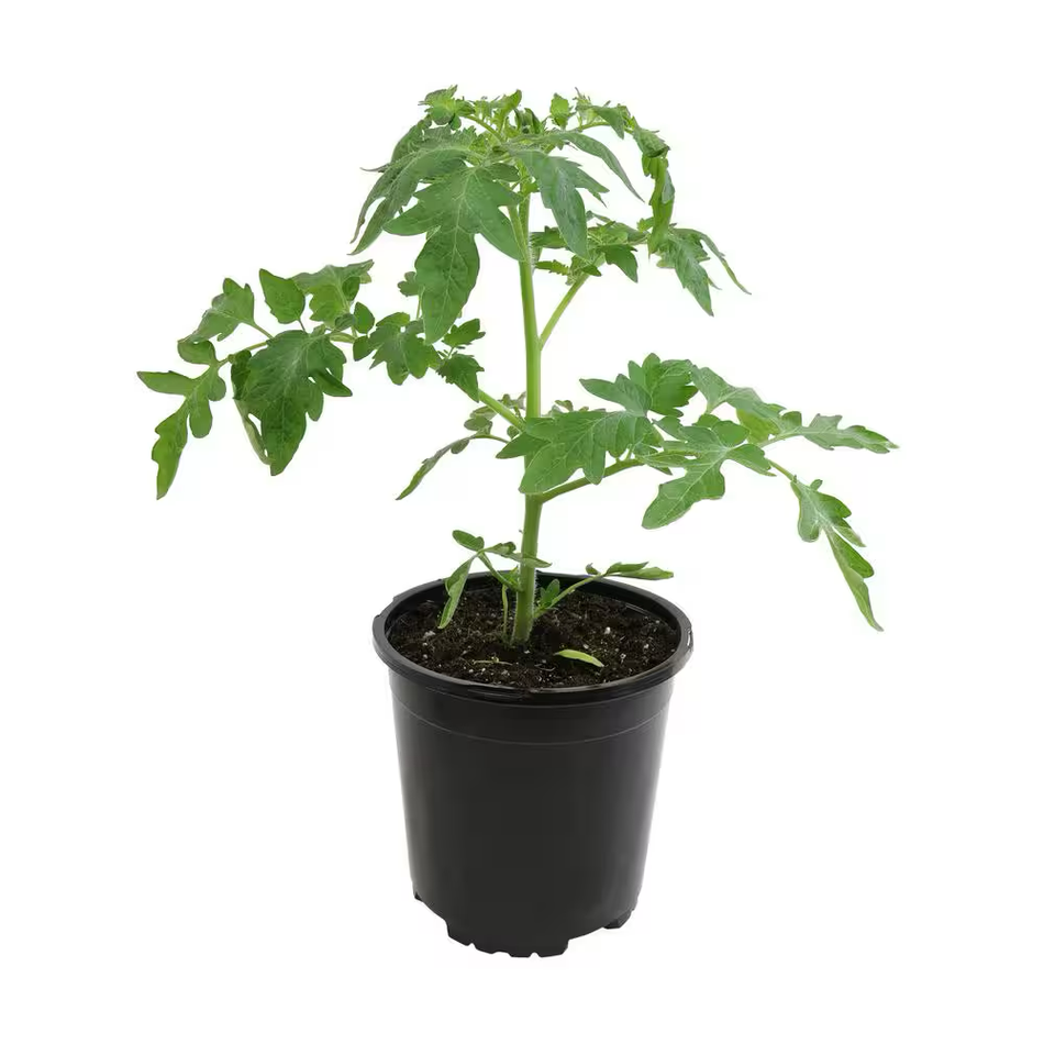 SABER SELECT Roma Tomato Plant