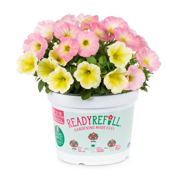 Ready Refill Multicolor Mixed Annuals Combinations in 3-Quart Pot