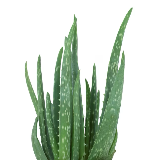 Aloe Vera im 11-oz-Topf