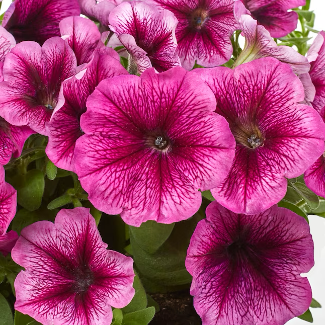 Petunia multicolor en canasta colgante de 1,5 galones