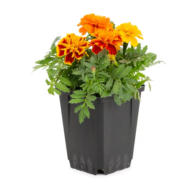 Multicolor French Marigold (Dwarf) in 1-Pint Pot