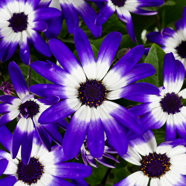 Mehrfarbige Senetti Pericallis in 1,75 Gallonen (S) Pflanzgefäß