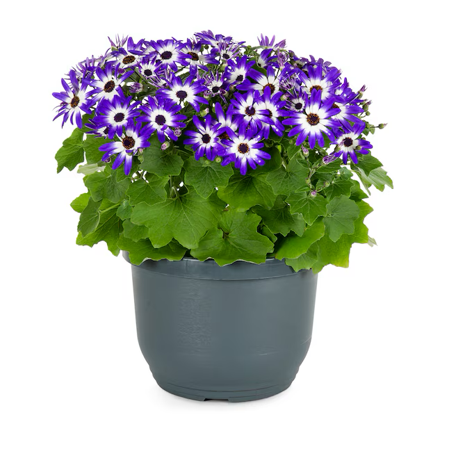 Mehrfarbige Senetti Pericallis in 1,75 Gallonen (S) Pflanzgefäß