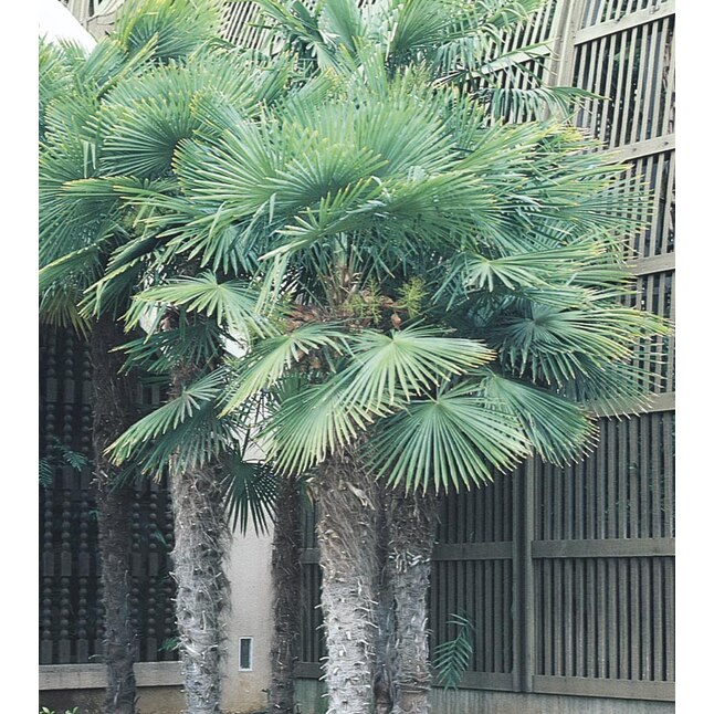 Chinese Windmill Palm