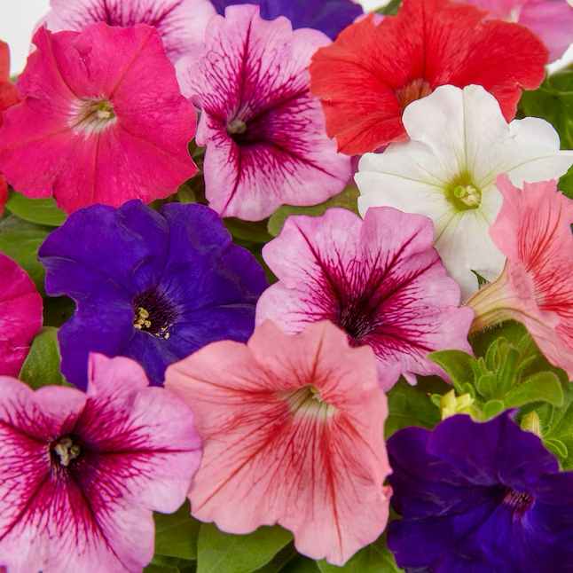 Multicolor Petunia in 1.5-Gallon (s) Hanging Basket