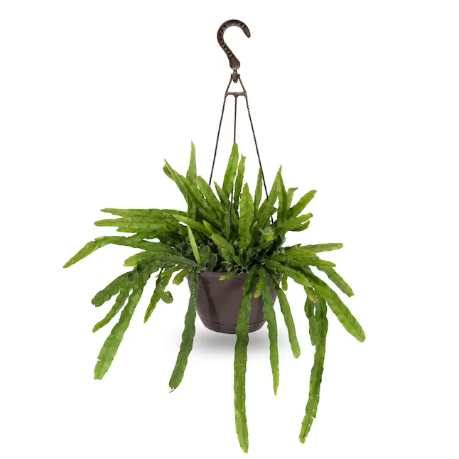 Planta de interior tropical Exotic Angel Plants en cesta colgante de 3 cuartos