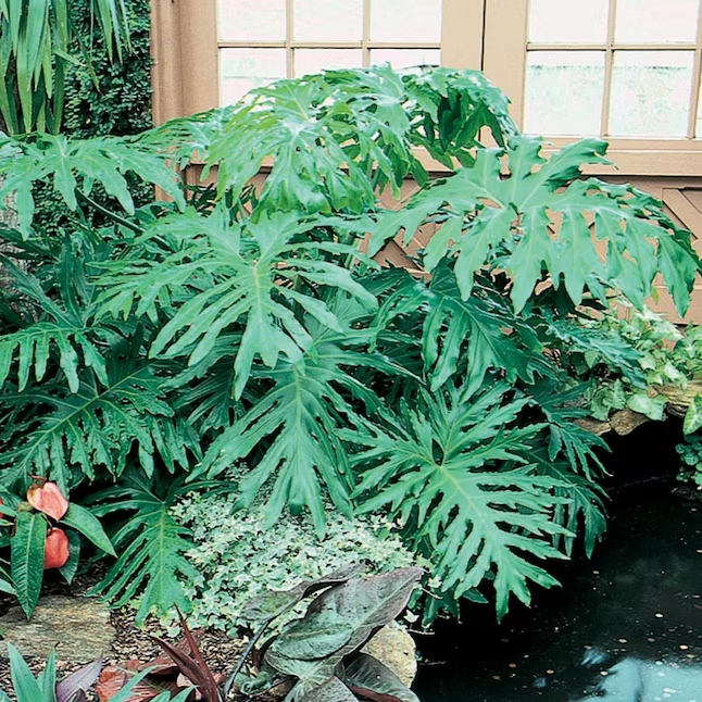 Planta de interior de filodendro en maceta de 1,72 galones