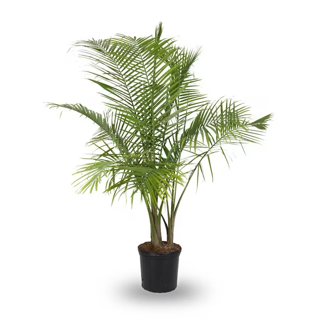 Majesty Palm House Plant in 3.75-Gallon (s) Pot