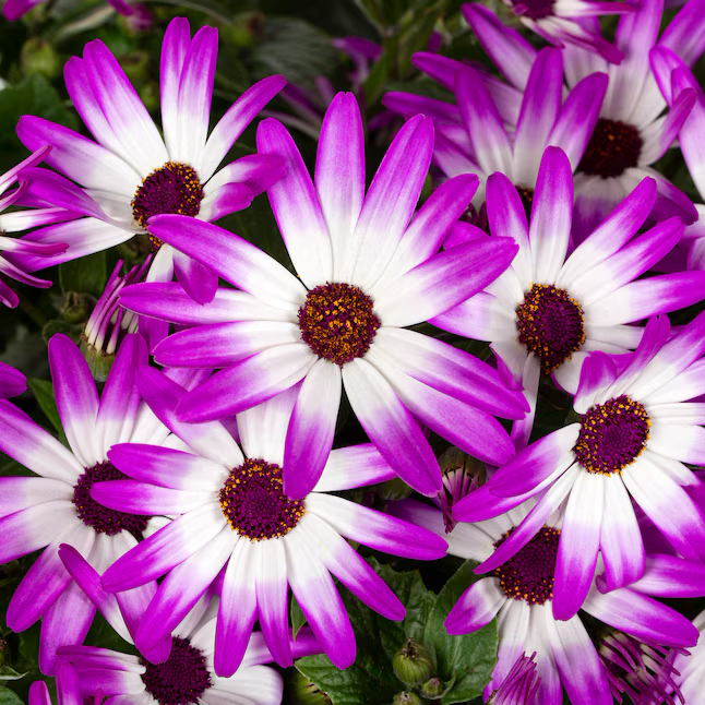 Mehrfarbige Senetti Pericallis in 1,75 Gallonen (S) Pflanzgefäß