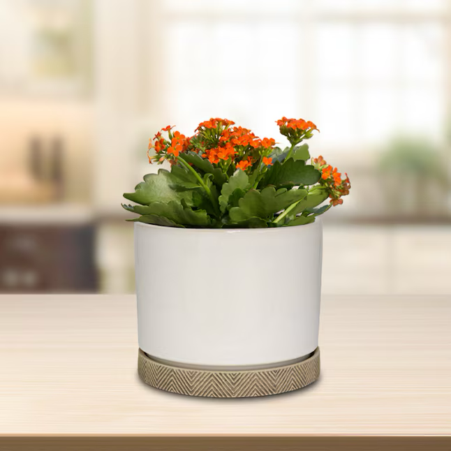 allen + roth Round 5.04-Inches W Medium White Ceramic Indoor Planter with Drainage Holes Attached Saucer