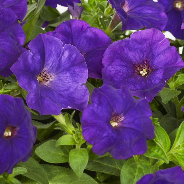 Multicolor Petunia in 1.5-Gallon (s) Hanging Basket