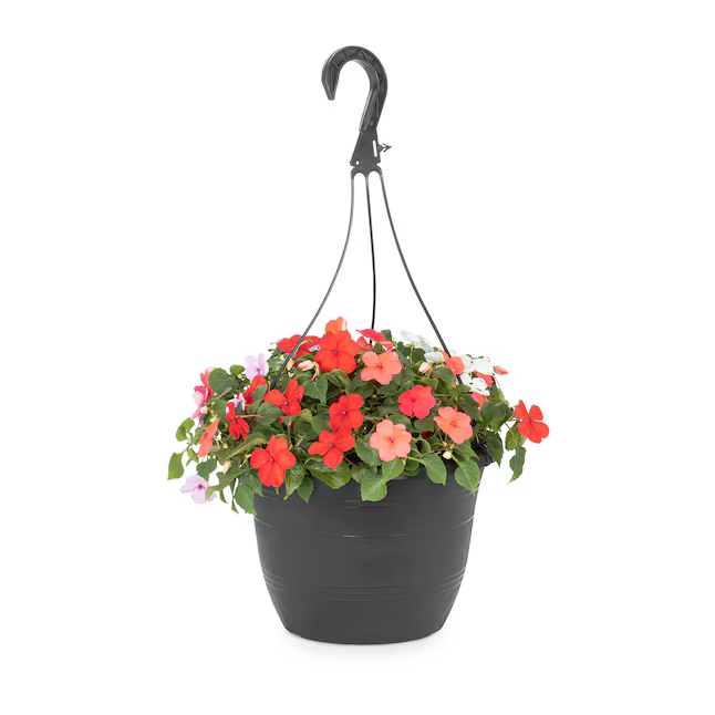 Multicolor Impatiens in 1.5-Gallon (s) Hanging Basket