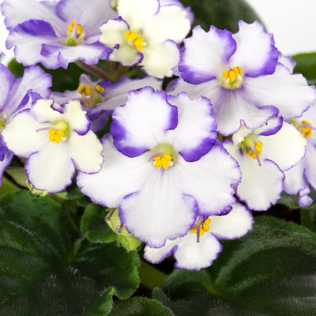 Multicolor African Violet House Plant in 13-oz Pot