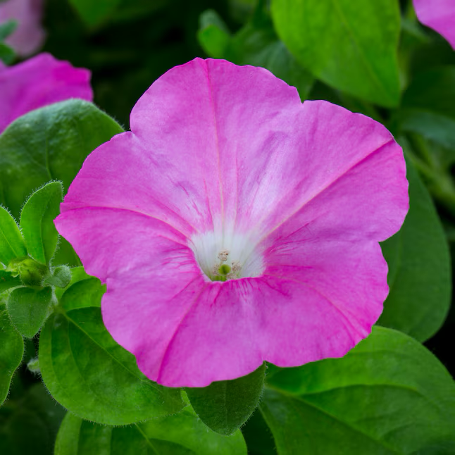 Petunia ondulada multicolor en canasta colgante de 2 galones 