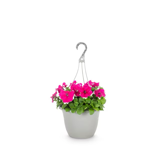 Multicolor Petunia in 1.5-Gallon (s) Hanging Basket