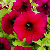 Multicolor Petunia in 1.5-Gallon (s) Hanging Basket