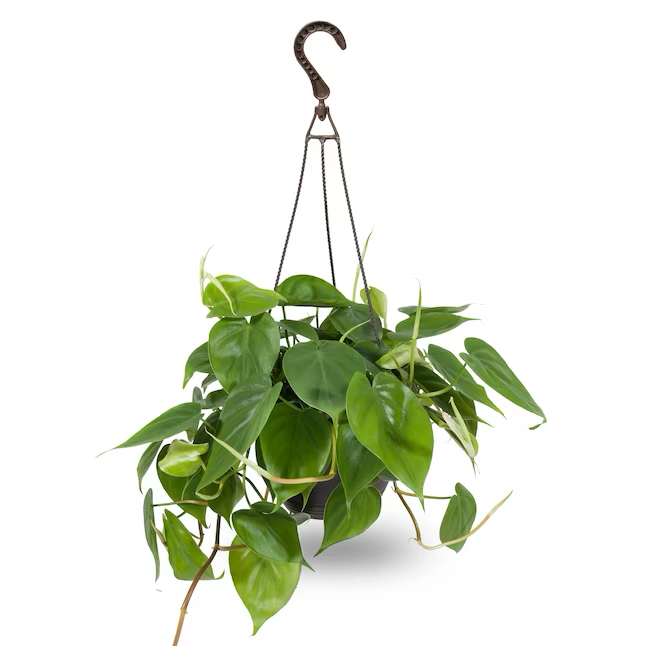 Exotic Angel Plants Tropical House Plant in 3-Quart Hanging Basket