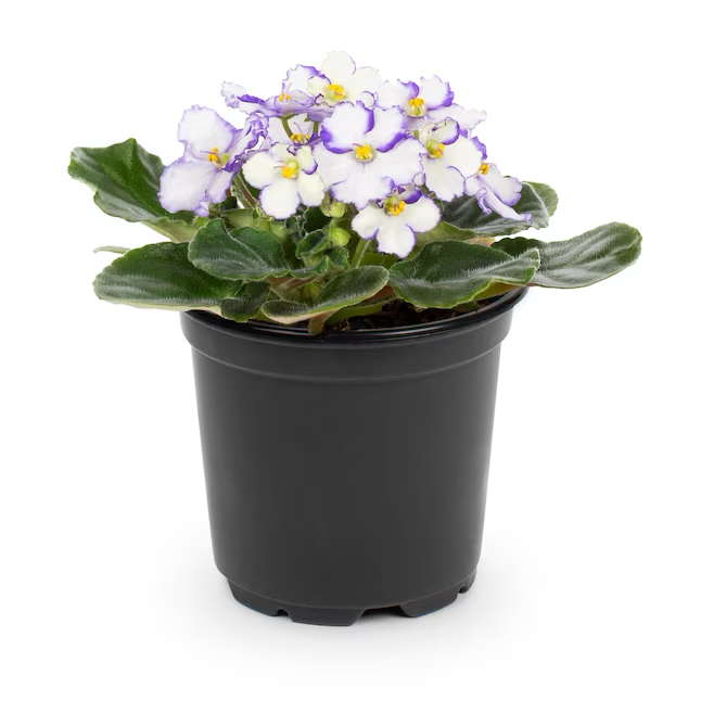 Multicolor African Violet House Plant in 13-oz Pot